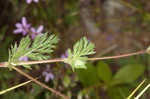 Redstem stork's bill